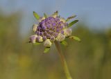 Scabiosa lachnophylla. Развивающееся соцветие. Приморский край, Уссурийский гор. округ, окр. с. Монакино, луг на небольшой сопке. 09.09.2021.