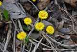 Tussilago farfara