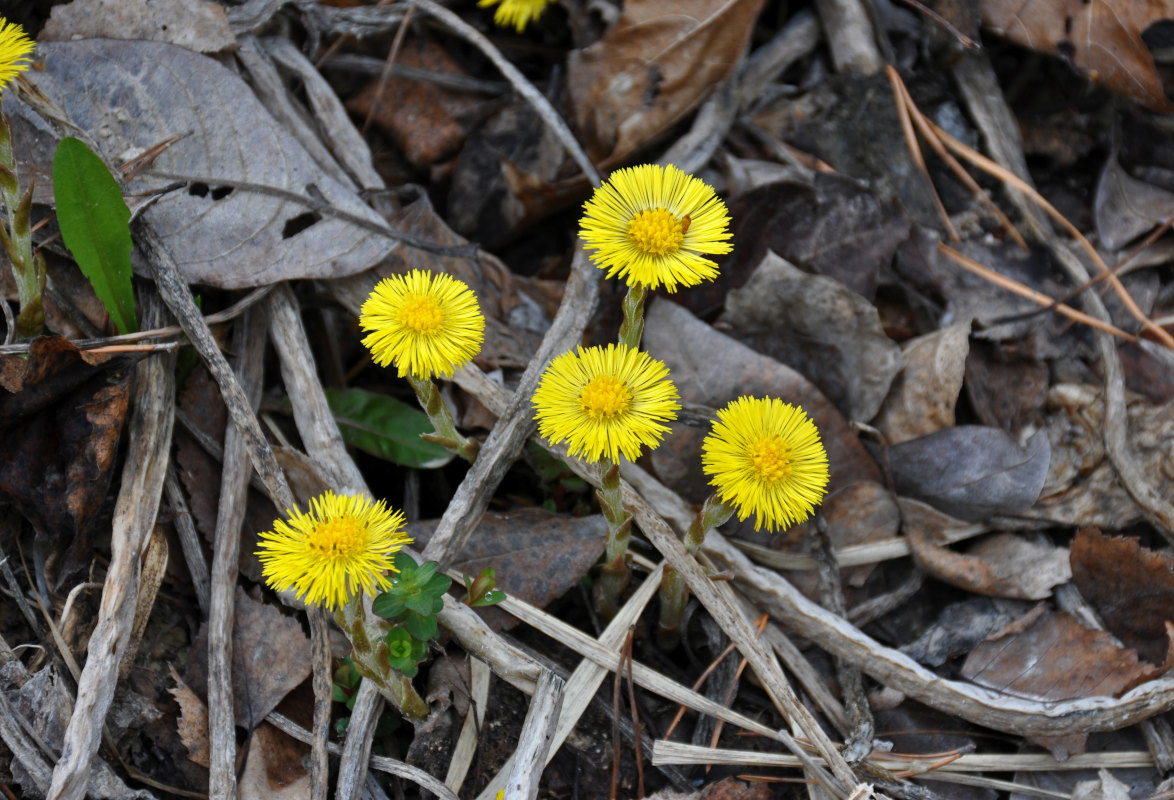 Image of Tussilago farfara specimen.