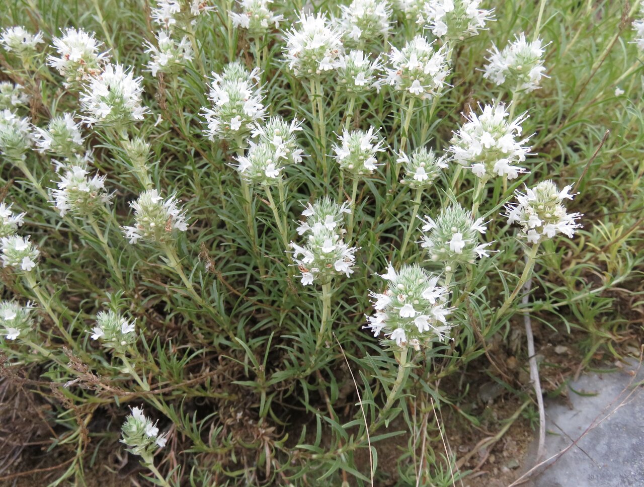 Изображение особи Thymus atticus.