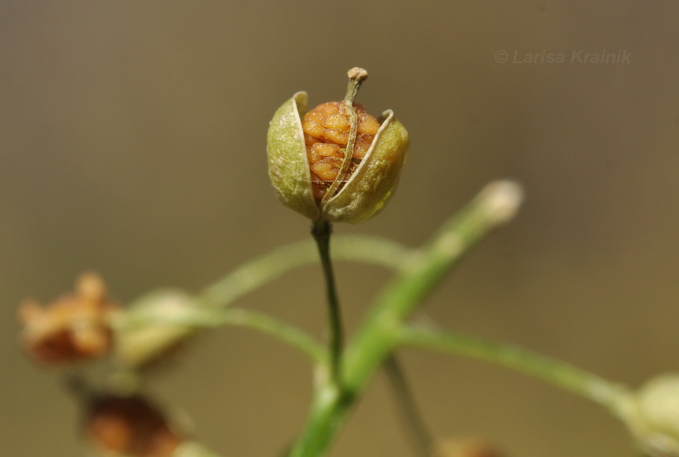 Image of Rorippa globosa specimen.