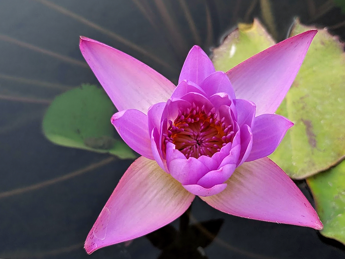 Image of Nymphaea odorata specimen.