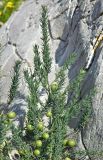 Asparagus officinalis ssp. prostratus