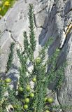 Asparagus подвид prostratus