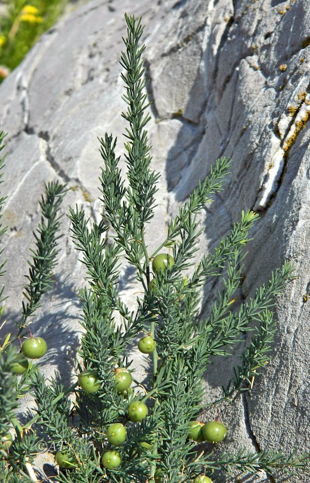 Image of Asparagus officinalis ssp. prostratus specimen.