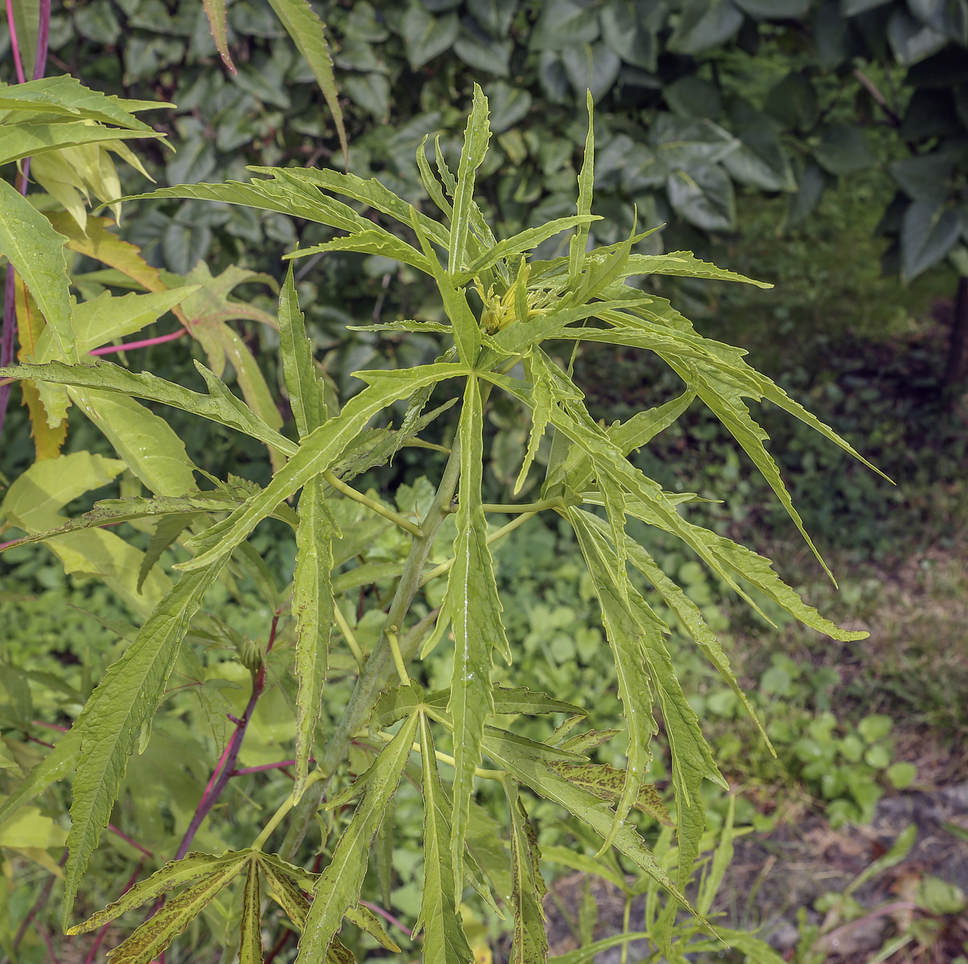 Image of Hibiscus &times; hybridus specimen.