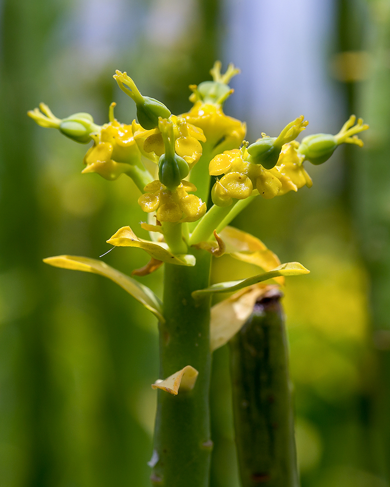 Изображение особи Euphorbia mauritanica.