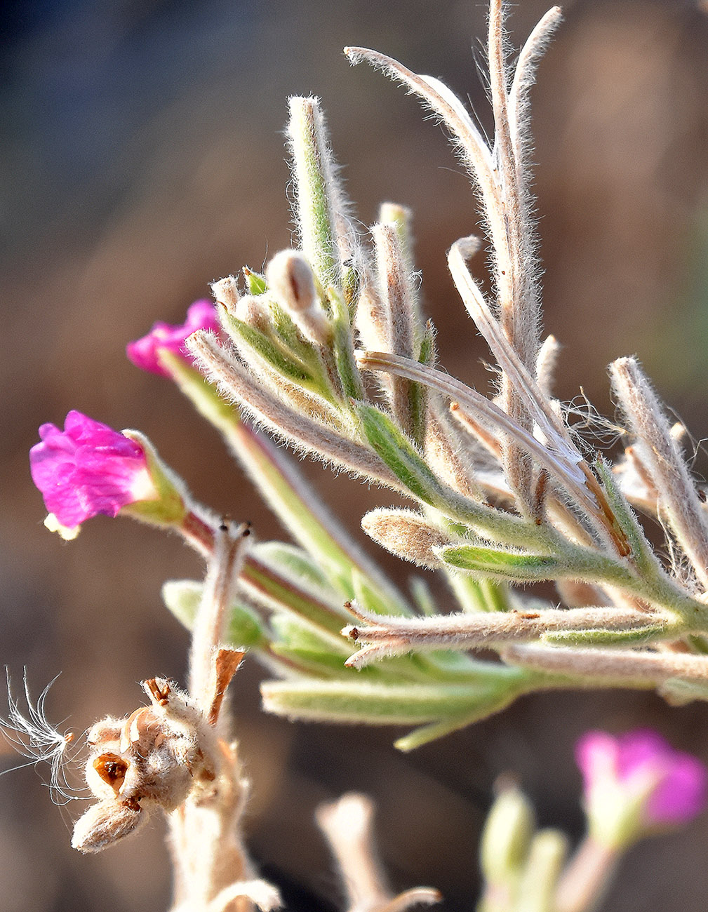 Image of Epilobium villosum specimen.