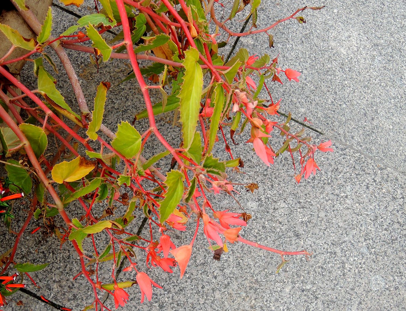 Изображение особи Begonia boliviensis.