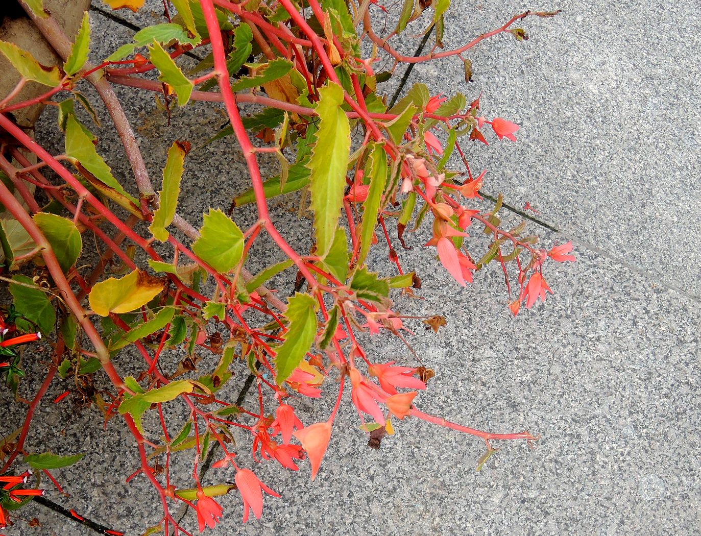 Image of Begonia boliviensis specimen.