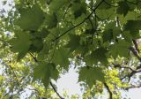 genus Acer. Верхушка веточки (видна абаксиальная поверхность листьев). Москва, ГБС, дендрарий. 31.08.2021.