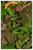 Blackstonia acuminata. Цветущее растение. Республика Абхазия, окр. Нового Афона. 20.08.2009.