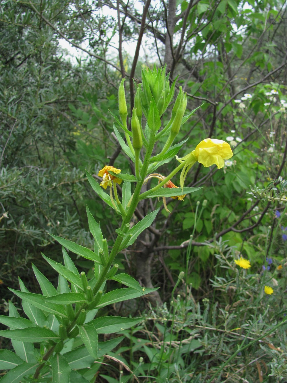 Image of Oenothera biennis specimen.