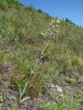 Pilosella echioides