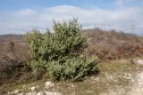 Juniperus deltoides
