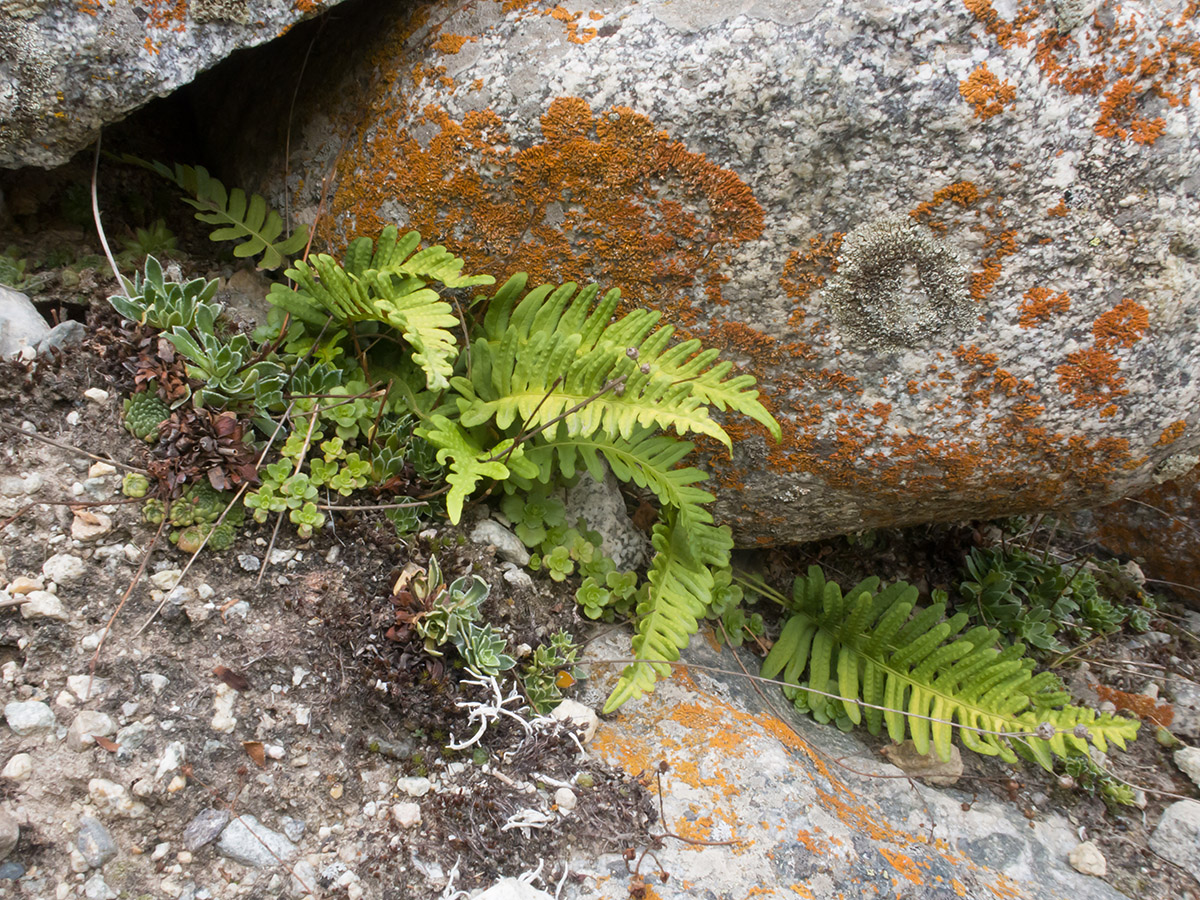 Изображение особи Polypodium vulgare.