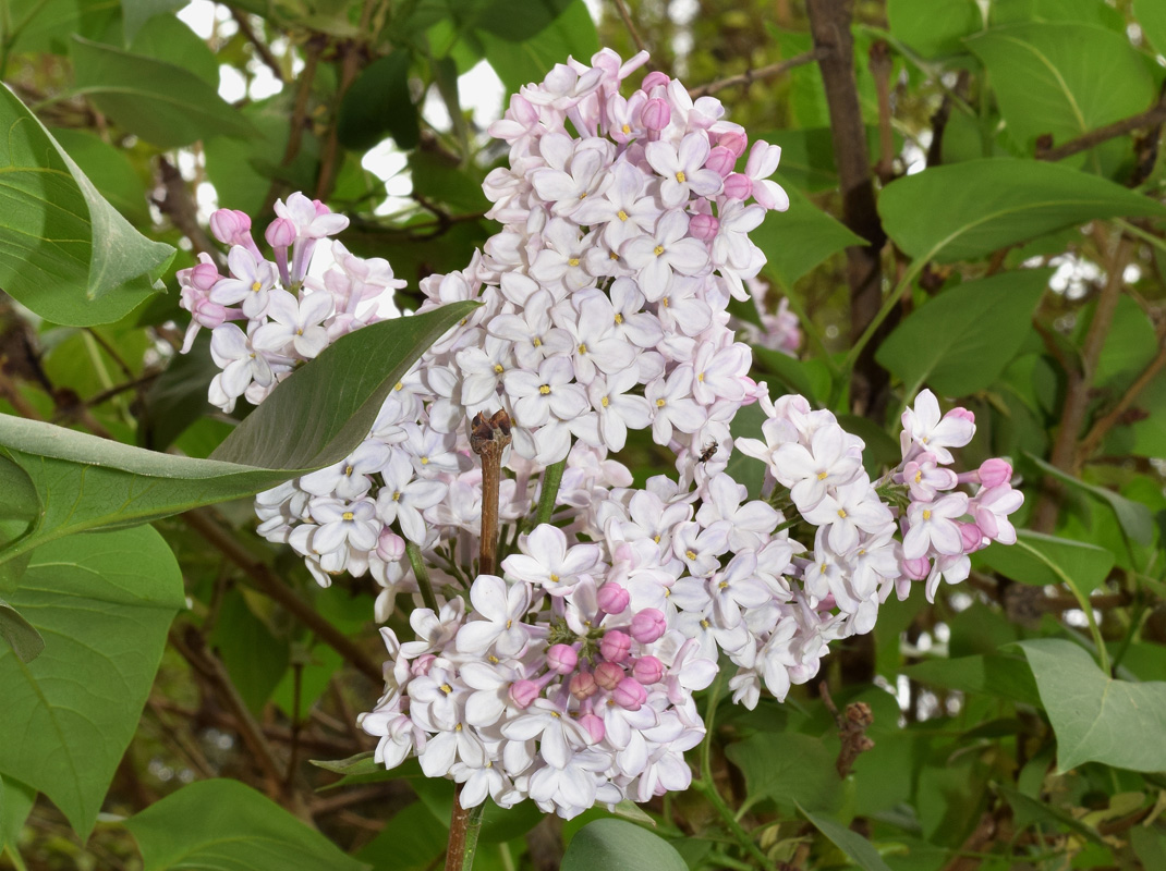 Изображение особи Syringa vulgaris.