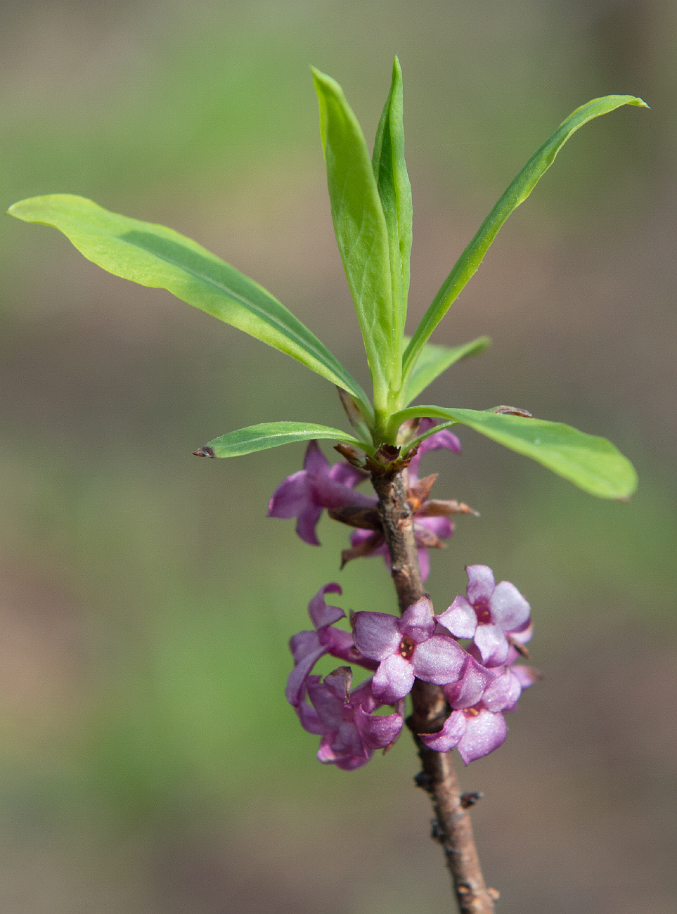 Изображение особи Daphne mezereum.