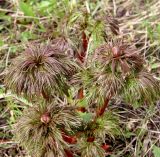 Paeonia tenuifolia