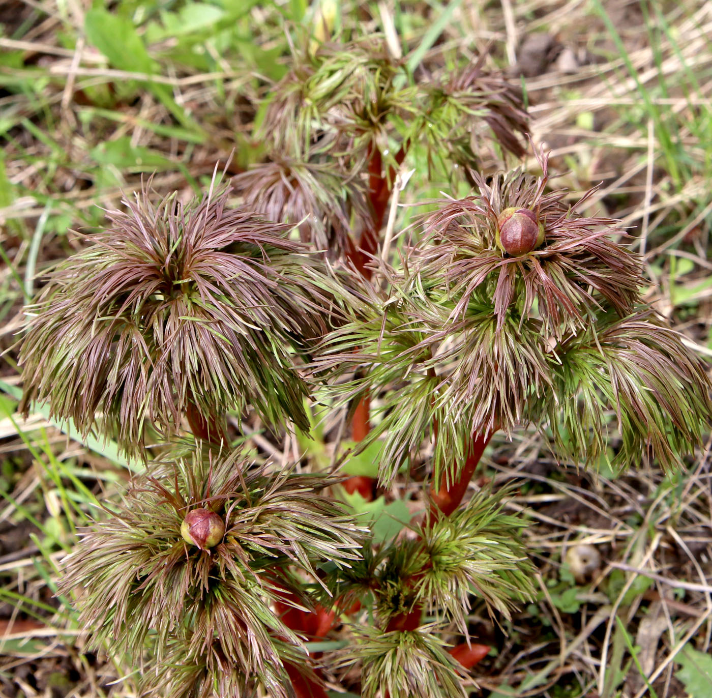 Image of Paeonia tenuifolia specimen.