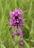 Betonica officinalis