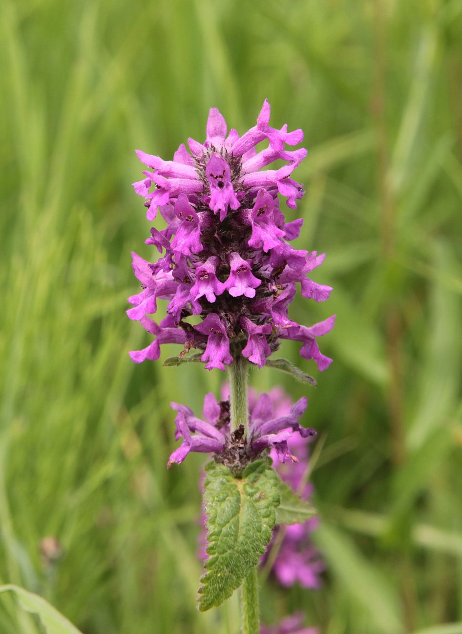 Image of Betonica officinalis specimen.
