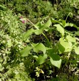 Trillium sulcatum