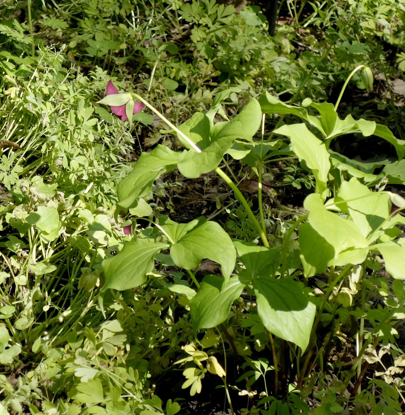 Изображение особи Trillium sulcatum.