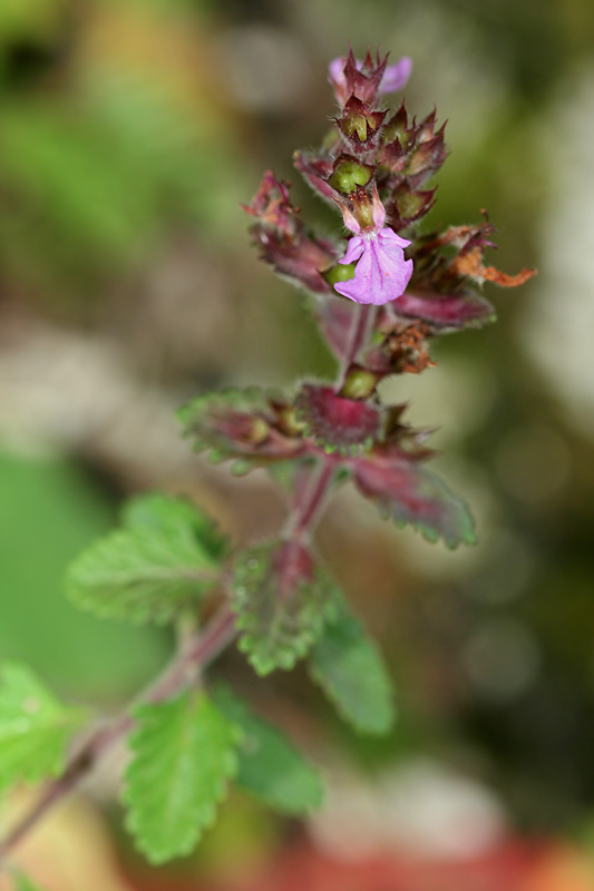 Изображение особи Teucrium multinodum.