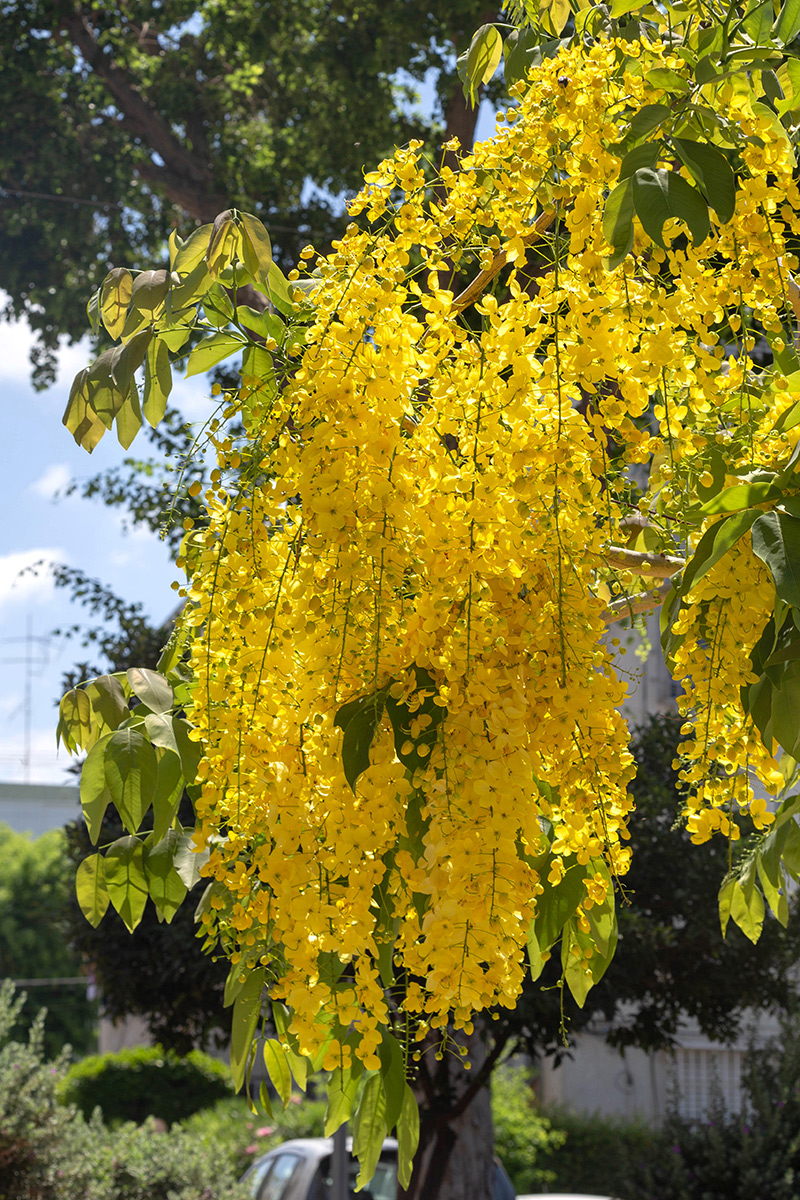 Изображение особи Cassia fistula.