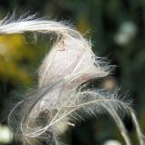 Stipa pennata