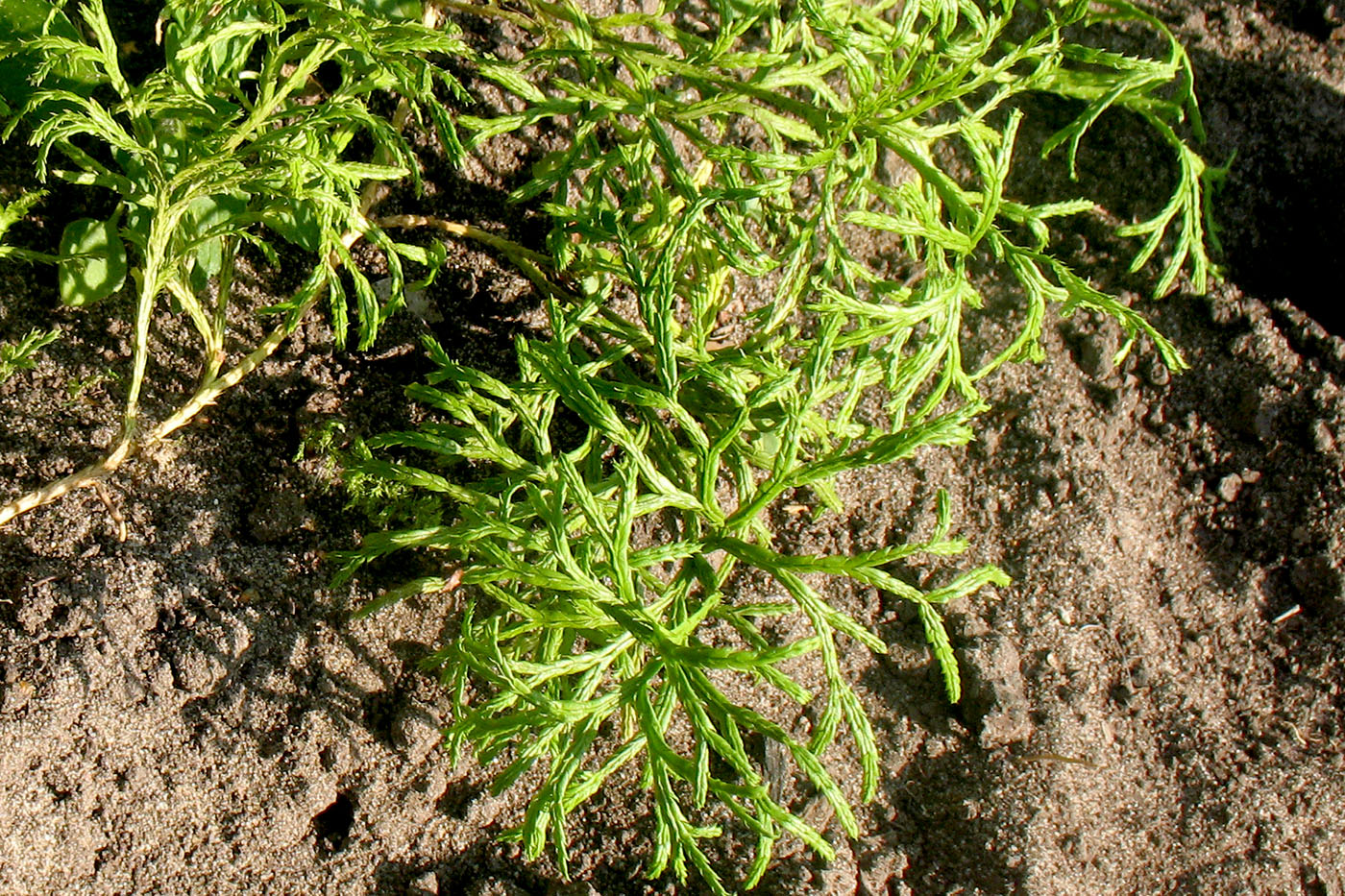 Image of Diphasiastrum complanatum specimen.