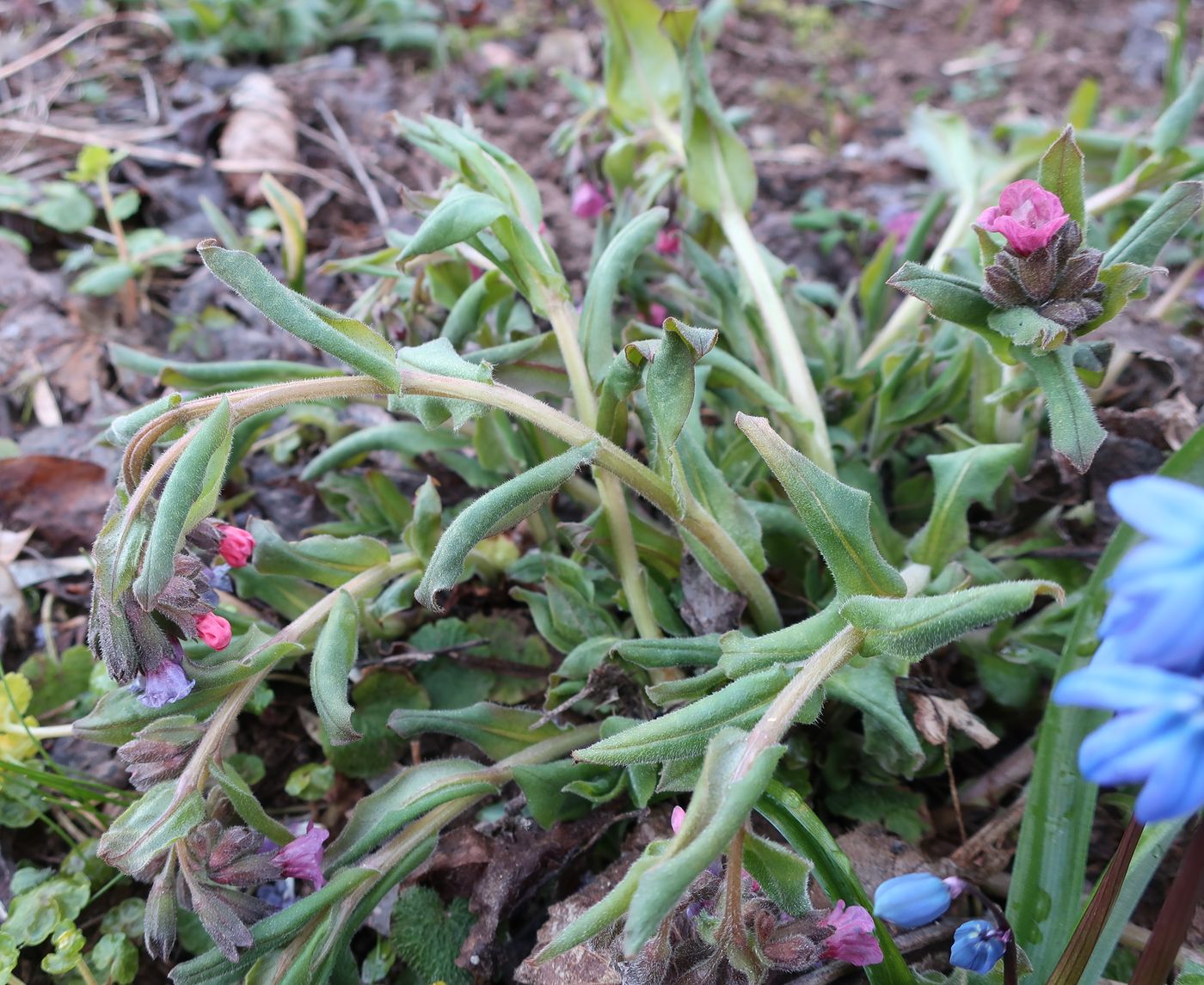 Изображение особи Pulmonaria obscura.