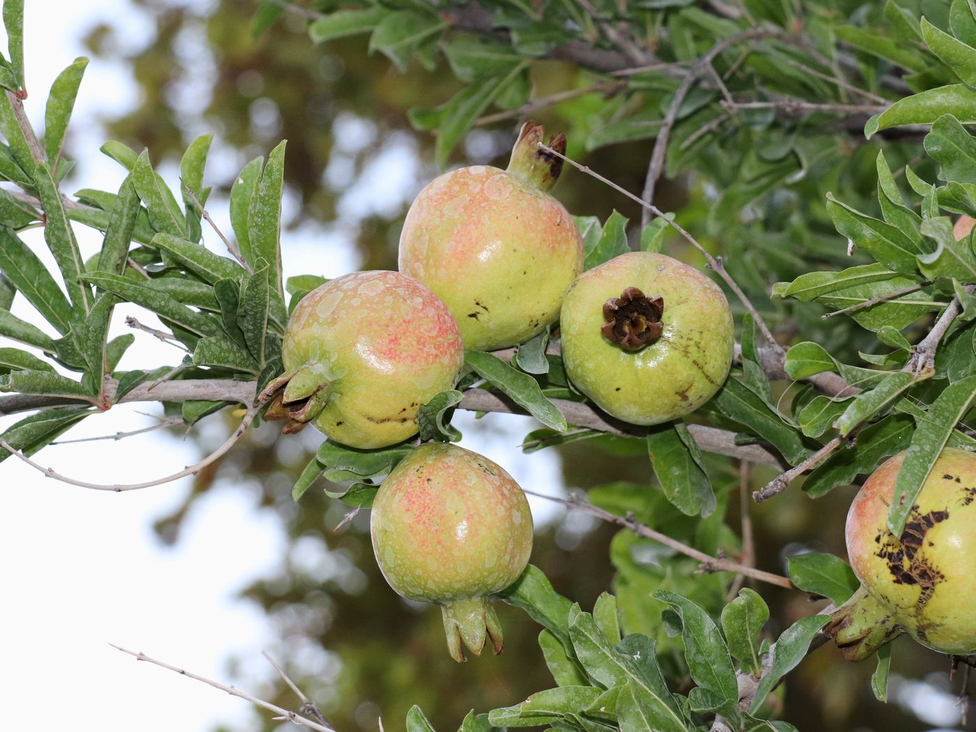 Image of Punica granatum specimen.