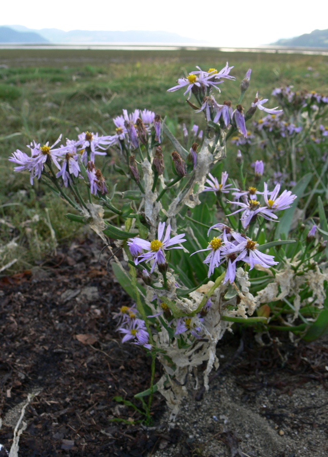 Изображение особи Tripolium pannonicum ssp. tripolium.