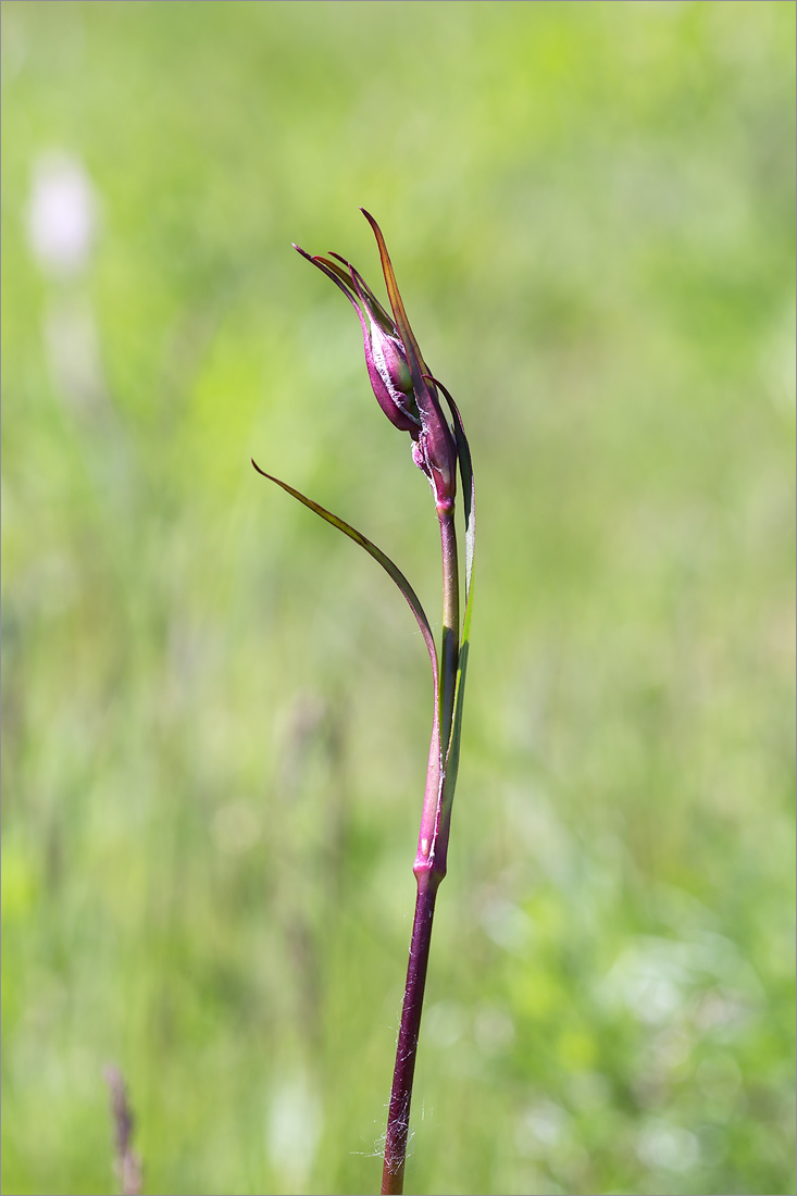 Изображение особи Viscaria vulgaris.