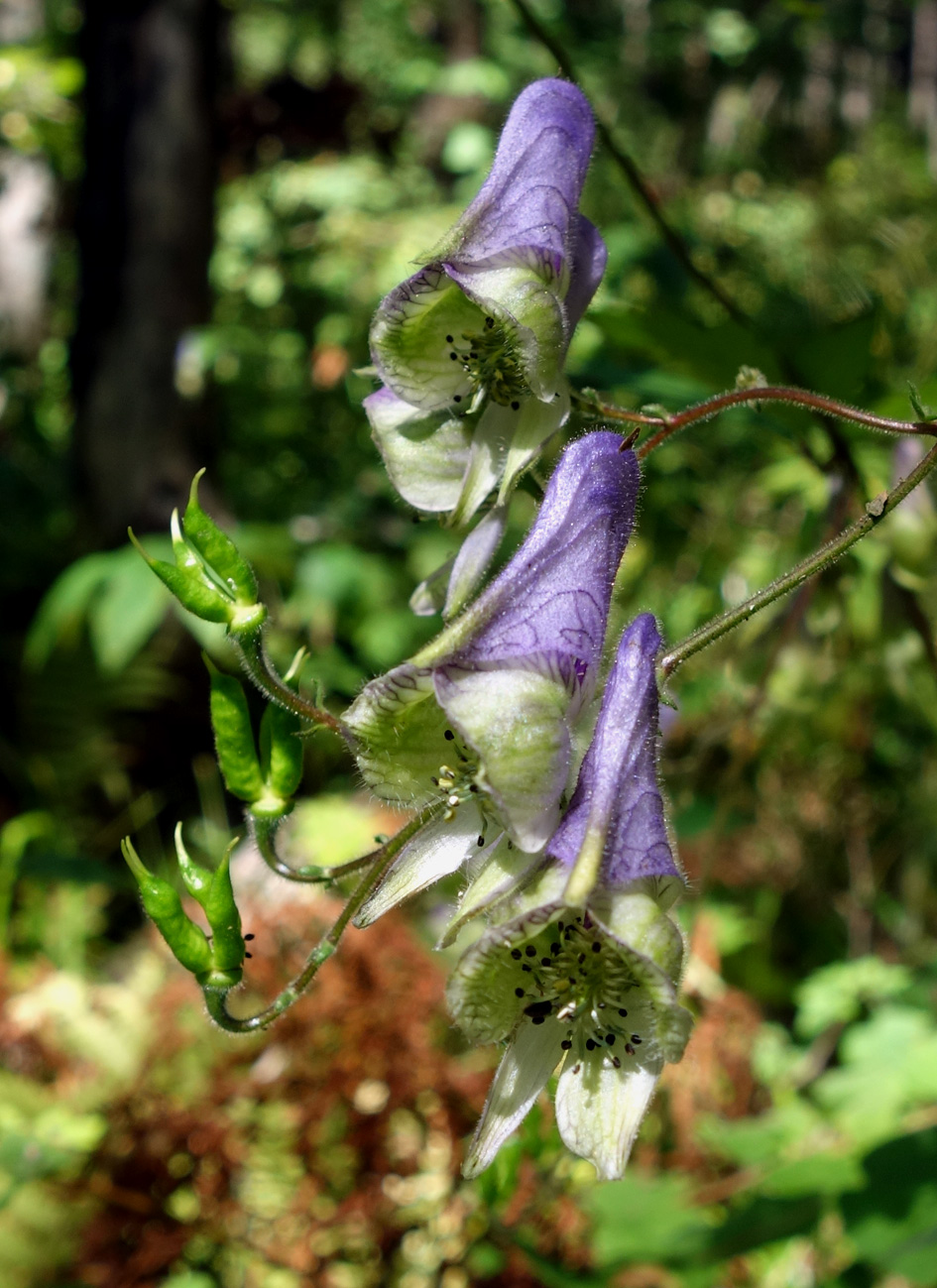 Image of Aconitum stoloniferum specimen.