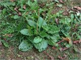 Plantago major