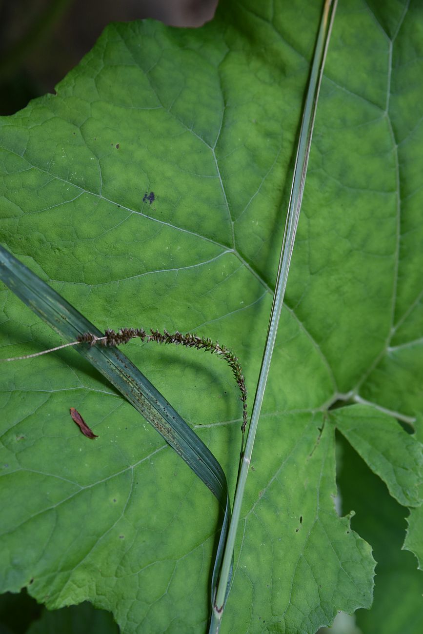 Image of Carex pendula specimen.