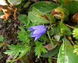 Campanula lasiocarpa. Цветок. Камчатский край, Елизовский р-н, природный парк \"Южно-Камчатский\", Вилючинский перевал, в зарослях Salix. 18.08.2022.