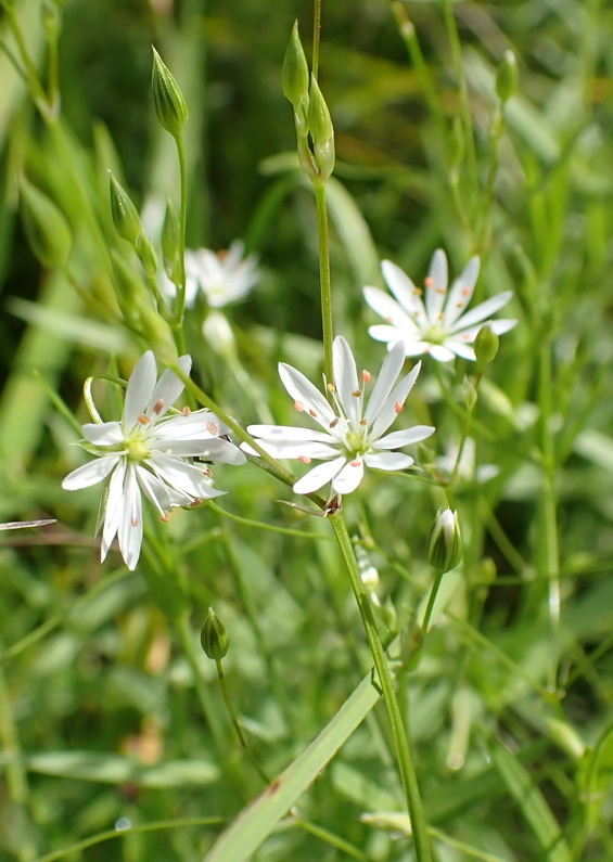 Изображение особи Stellaria graminea.