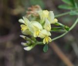 Medicago glutinosa