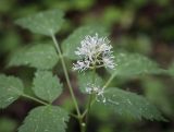 Actaea spicata