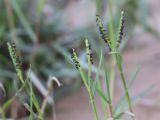Paspalum paspalodes