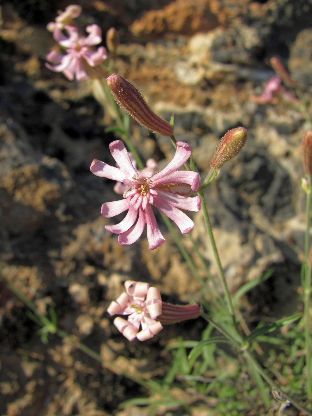 Изображение особи Silene brahuica.