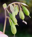 Corydalis ochotensis