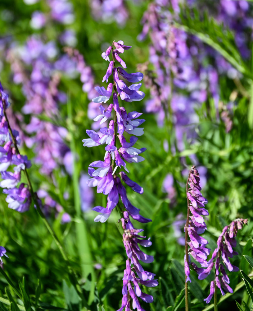 Image of Vicia tenuifolia specimen.
