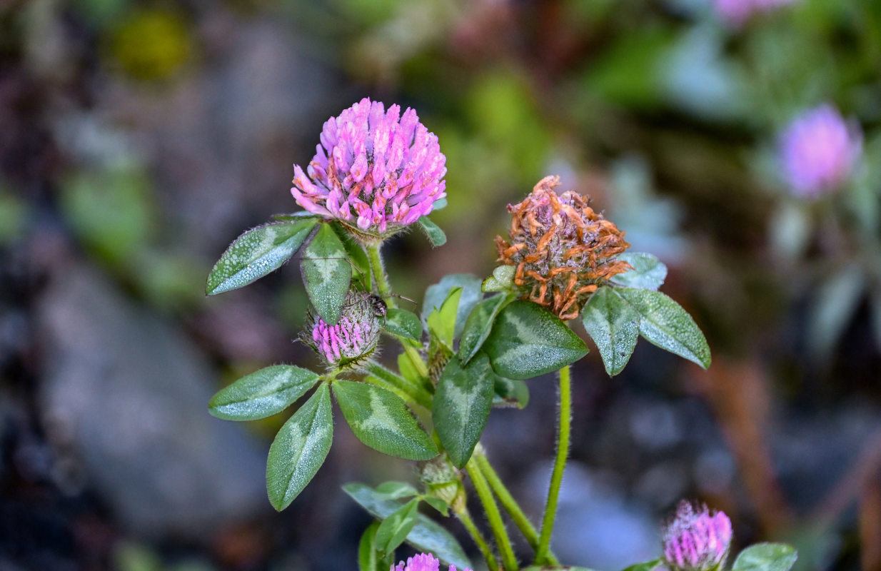 Изображение особи Trifolium pratense.