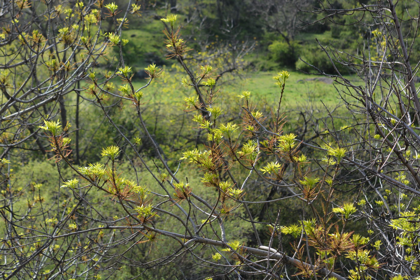 Image of Fraxinus sogdiana specimen.