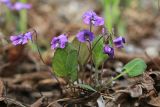 Viola phalacrocarpa